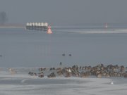 Enten an der Eiskante: Offenes Wasser im Peenestrom.