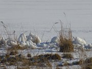 Ornamente 1: Eisgebilde am Achterwasser-Schilf.