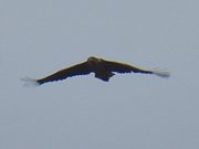 Anflug: Seeadler ber Kamminke.