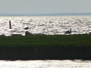 Hafen am Stettiner Haff: Kamminke auf Usedom.