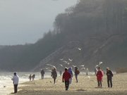 Mwenfttern am Ostseestrand: Klpinsee auf Usedom.