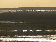 Landschaft in der Nhe von ckeritz: Schwne am Achterwasser.