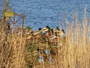 Usedomer Halbinsel Gnitz: Enten am Achterwasser.