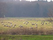 Schafweide: Hinterland des Ostseebades Zinnowitz.