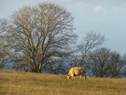 Rinder auf dem Loddiner Hft: Lndliches Usedom.