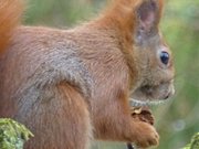 Angeknabbert: Ein Eichhrnchen bei Ferienwohnungen Alter Schulgarten.