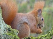 Zutraulich: Eichhrnchen in Klpinsee.