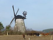 Lndliches Usedom: Pferde auf dem Mhlenberg bei Benz.