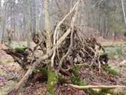 Peenemnder Haken von Usedom: Europischer Urwald.