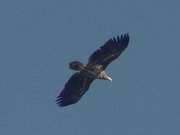 Seeadler am Himmel ber dem Peenemnder Haken.