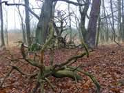 Urwald auf Usedom: "Drauenhorst" auf dem Peenemnder Haken.