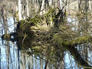 Spiegelungen: Umgestrzter Baum im Zerninmoor.