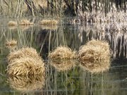 Im Sdosten Usedoms: Das Zerninmoor an der polnischen Grenze.