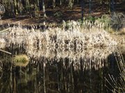 Tmpel im Zerninmoor: Biotop an der polnischen Grenze.