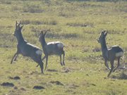 ngstlich: Rehe fliehen vor dem Fotografiertwerden.