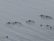 Blick vom Weien Berg: Enten auf dem Peenestrom.