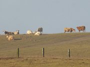 Abendsonne: Rinder auf der Usedomer Halbinsel Loddiner Höft.