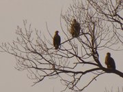 Seeadler: Am Achterwasser zwischen Stagnie und Pudagla.