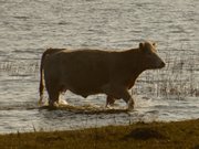 Kuh bei Stagnie: Ein abendliches Bad im Achterwasser.