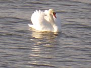 Schwan: Das Achterwasser am Usedomer Hinterland.