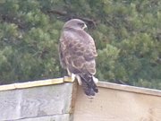 Zwischen Stagnie und Pudagla: Greifvogel auf dem Dach.