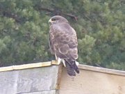 Auf Nahrungssuche: Greifvogel auf einem Ansitz.