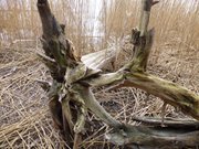 Hinterland der Insel Usedom: Treibholz am Achterwasser.