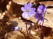 Leberblmchen: Im Kstenwald auf dem Streckelsberg.