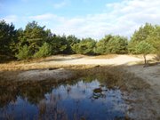 Strandsand im Wald: Peenemnder Haken auf Usedom.