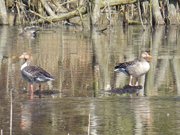 Graugnse: Frhling im Zerninmoor auf Usedom.