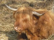 Wiederkuen: Rinder im Usedomer Hinterland.