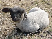 Schlappohr: Lamm nahe bei Stoben im Usedomer Hinterland.