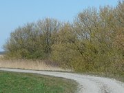 Weg auf dem Achterwasserdeich: Wanderung im Usedomer Hinterland.