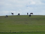 Pferde auf der Halbinsel Wolgaster Ort im Usedomer Norden.