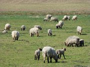 Schafweide in der Nhe von Sauzin auf dem Wolgaster Ort.