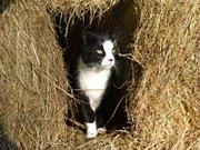 Zwischen Heuballen: Das Maskottchen der Steinbock-Ferienwohnungen.