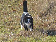 Revierkontrolle: Kater Igor schreitet seinen Besitz ab.