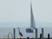 Zwei Segler: Reiher und Segelboot in Zinnowitz.