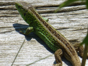 Frhlingskleid: Zauneidechse am Nepperminer See.