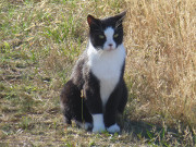 Maskottchen der Steinbock-Ferienwohnungen: Kater Igor.