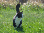 Gemeinsame Ausflge: Kater Igor im Wiesenland.