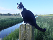 Beobachtungsposten: Kater Igor im Wiesenland von Klpinsee.