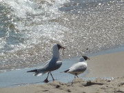 Kleine Aufmerksamkeiten: Mwen am Splsaum der Ostsee.