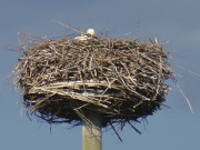 Storchenkken: Natur im Hinterland der Insel Usedom.