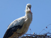 Interessierter Blick: Storch im Gutshof von Ludorf.