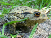 Amphibien im Zerninmoor nahe der polnischen Grenze.