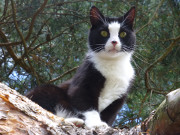 Konzentrierter Blick: Flucht auf den Baum.