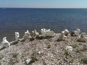 Sammlung: Feuerstein-Skulpturen vor der Ostsee auf Rgen.