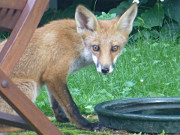 Dem Jger entkommen: Junger Fuchs im Steinbock-Garten.