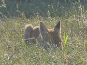 Vorsicht hilft: Ein junger Fuchs sucht Blickdeckung.